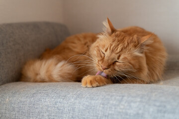 毛づくろいをする可愛い猫　茶トラ猫