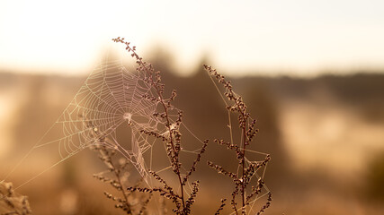 Beautiful cobweb on grass in field, sunny natural abstract background. Dreamy gentle artistic nature image, foggy morning time. Summer or autumn landscape.