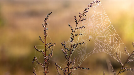 Beautiful cobweb on grass in field, sunny natural abstract background. Dreamy gentle artistic...