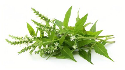 Blooming ragweed in the warm season serves as an allergen for allergy sufferers on a white background
