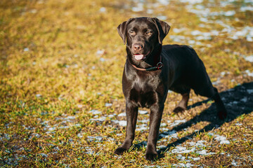 Funny pet labrador dog animal during seasonal activity. beautiful breed dog funny labrador outdoor...
