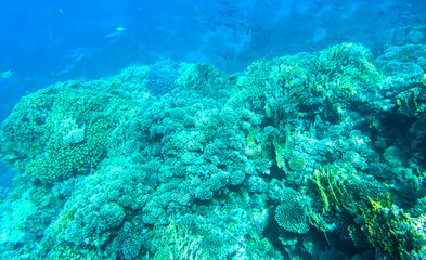 coral reef with fish on the Red Sea in Egypt
