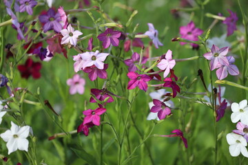 Flowering ornamental tobacco plant, Nicotiana flowers.