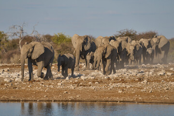 Obraz premium Herd of african elephant (Loxodonta africana) approaching a waterhole in Etosha National Park in Namibia