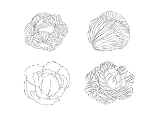 Cabbage. Vector illustration. Isolated object on white background. Hand-drawn style.