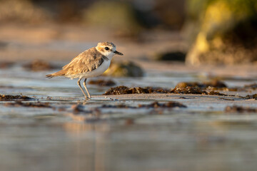 Kentish Plover