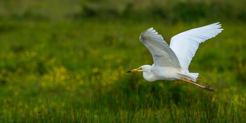 Grande Aigrette (Ardea alba - Great Egret)