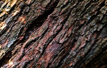 Abstract pattern texture background and nature background can be used as a background for banners and others