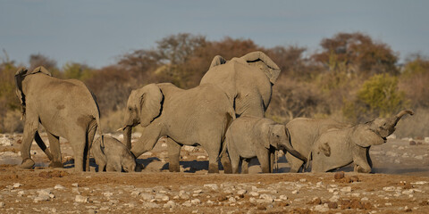 Obraz premium Herd of african elephant (Loxodonta africana) have a dust bath after drinking at a nearby waterhole in Etosha National Park in Namibia