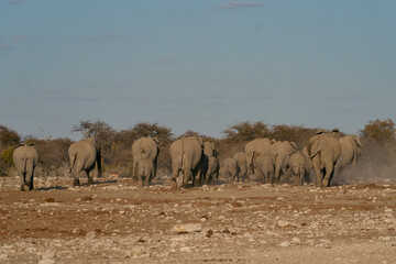 Obraz premium Herd of african elephant (Loxodonta africana) head back to the bush after drinking at a waterhole in Etosha National Park in Namibia