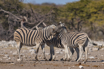 Burchell's zebra (Equus quagga burchellii) at a waterhole in Etosha National Park, Namibia