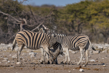 Burchell's zebra (Equus quagga burchellii) at a waterhole in Etosha National Park, Namibia