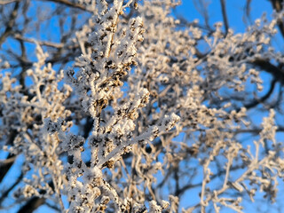 grass, branches with berries, colorful leaves covered with rime, frost and snow