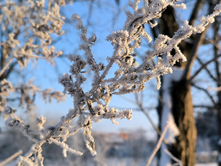 grass, branches with berries, colorful leaves covered with rime, frost and snow