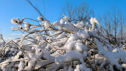 grass, branches with berries, colorful leaves covered with rime, frost and snow