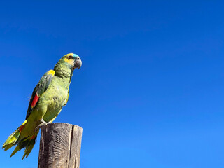 Big parrot against blue sky, copy space