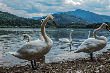 La lebede Lake - Eastern Carpathians - Romania - Europe 