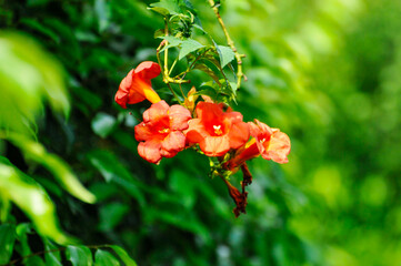 Campsis radicans blooming flower