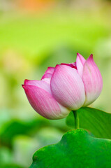 Blossoming pink lotus flowers