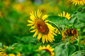 The beautiful sunflower.