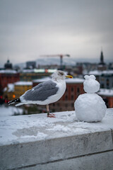 seagull in oslo in winter time with snow