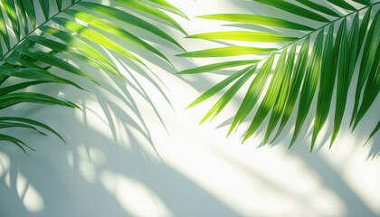 Tropical palm tree leaves casting shadow on wall background