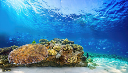 Fototapeta premium Coral reef underwater world
