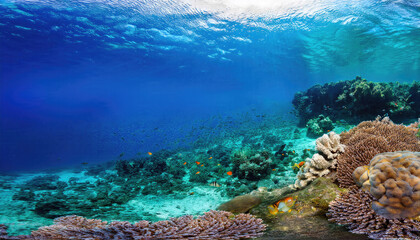 Naklejka premium Coral reef underwater world