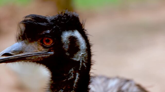 Curious emu Dromaius novaehollandiae looking around, telephoto closeup