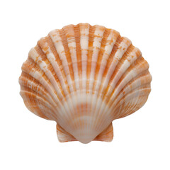 Obraz premium Shells isolated on transparent background