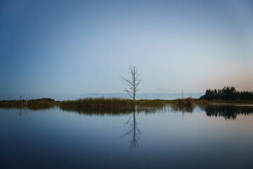 A peaceful lake at dawn with a calm surface reflecting the sky and landscape. A single leafless tree stands on a small island of reeds, creating a striking focal point.