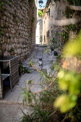 Fototapeta premium Cute adorable Cat in the streets