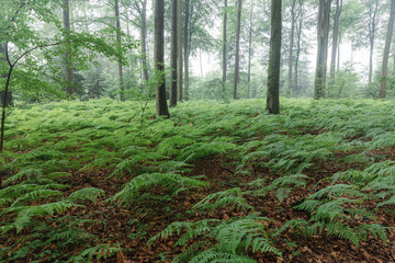 Fototapeta premium Mistery morning in the forest