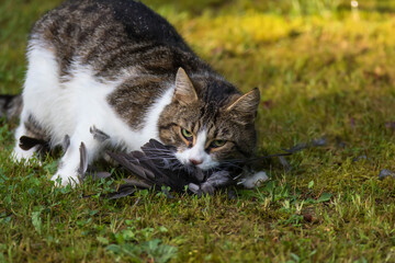 Katze mit Vogel im Maul
