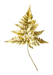 Leatherleaf fern png plant on transparent background © Rawpixel.com