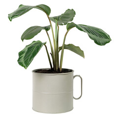 Calathea plant png mockup in a pot