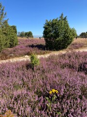 Landschaft bei Heideblüte in der Lüneburger Heide im Sommer auf dem Wilseder Berg