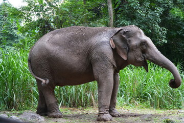 elephant