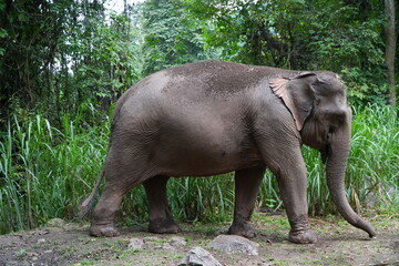 Fototapeta premium elephant