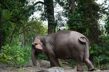 Fototapeta premium elephant