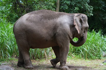 Fototapeta premium elephant