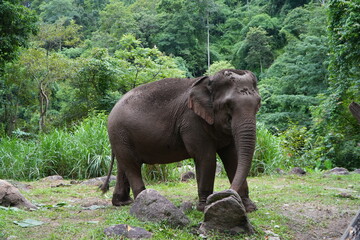 Obraz premium elephant