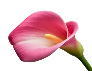 Calla, rosa, isoliert auf weißen Hintergrund, Freisteller, Transparent