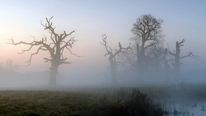 Obraz premium Landscape in the park. Old trees.