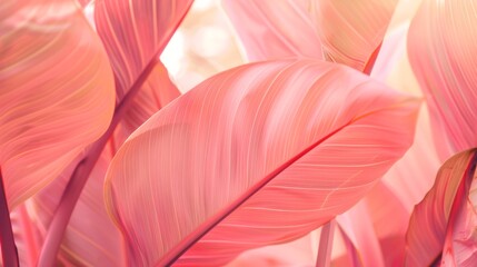 Retro image shows a minimalistic design background of large, pink leaves