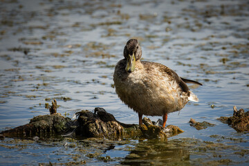 On a sunny summer day, a mallard stands on a wooden log in the water and looks toward the camera...