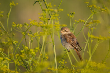 A young red-backed shrike sits on a green plant branch toward the camera lens on a sunny summer evening.