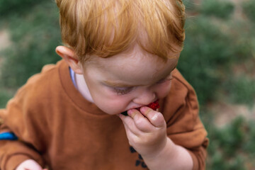 A little red-haired boy is biting red ripe strawberries in the garden. A close plan