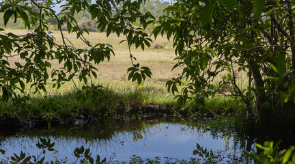 natural pond in jungle, grass field background 