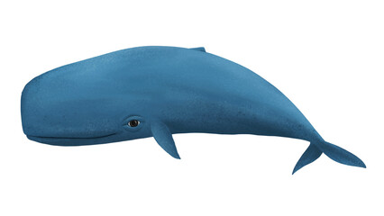 Obraz premium Cute sperm whale png sticker, animal illustration, transparent background